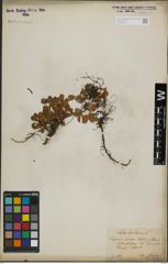 Foto von Salix herbacea L.